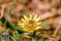 Watermark_56IMG_9025