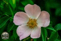 Watermark_57IMG_9026