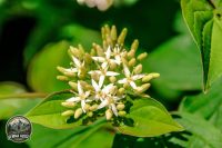 Watermark_59IMG_9028