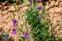 Watermark_66IMG_9035