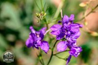 Watermark_69IMG_9038