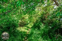 Watermark_6IMG_8975