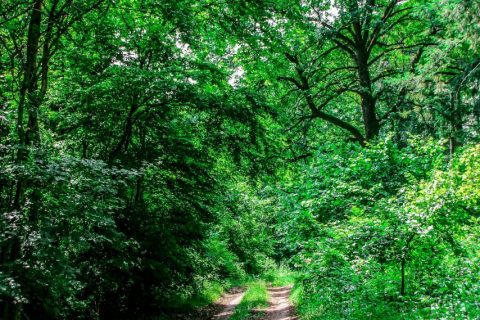 Spaziergang im Hochleithenwald, wo man halt noch gehen darf, am 31. Mai 2026