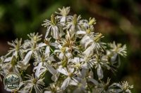 Watermark_10IMG_9688