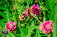 Watermark_13IMG_9693