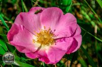 Watermark_15IMG_9695