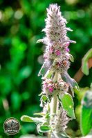 Watermark_18IMG_9699
