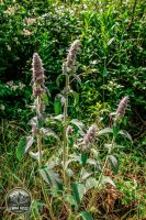 Watermark_19IMG_9700