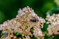 Watermark_20IMG_9701