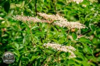 Watermark_25IMG_9706