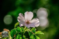 Watermark_2IMG_9677