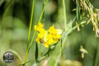 Watermark_34IMG_9716