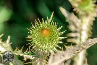 Watermark_37IMG_9719