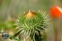 Watermark_38IMG_9720