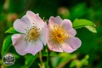 Watermark_3IMG_9679
