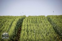Watermark_41IMG_9723