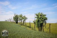 Watermark_42IMG_9724