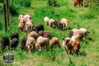 Watermark_46IMG_9729