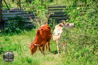 Watermark_47IMG_9730