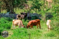 Watermark_48IMG_9734