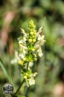 Watermark_51IMG_9737
