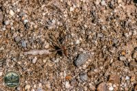 Watermark_55IMG_9741