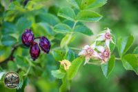 Watermark_59IMG_9746