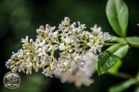Watermark_5IMG_9682