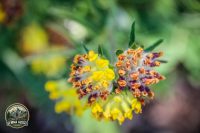 Watermark_60IMG_9747