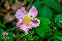 Watermark_7IMG_9684