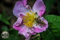 Watermark_8IMG_9685