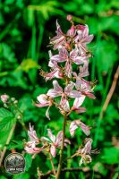 Watermark_9IMG_9686