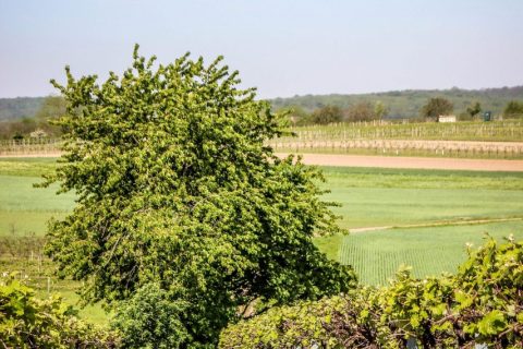 Spaziergang in der Nähe von Eibesbrunn (NÖ) am 5. Mai 2026