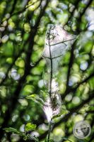 Watermark_11IMG_8835
