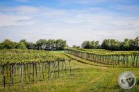 Watermark_13IMG_8841