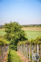 Watermark_14IMG_8843