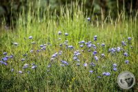 Watermark_16IMG_8845