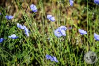 Watermark_17IMG_8847