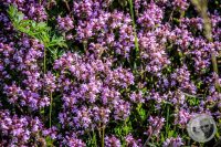 Watermark_21IMG_8851