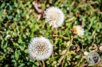 Watermark_23IMG_8853
