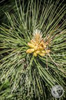 Watermark_25IMG_8855