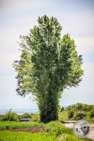 Watermark_27IMG_8858