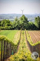 Watermark_29IMG_8860