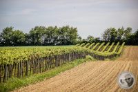 Watermark_5IMG_8829
