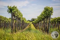 Watermark_6IMG_8830