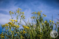 Watermark_7IMG_8831