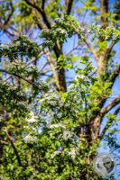 Watermark_8IMG_8832