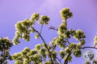 Watermark_9IMG_8833