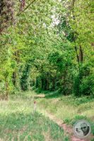 Watermark_15IMG_8917