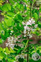 Watermark_17IMG_8919